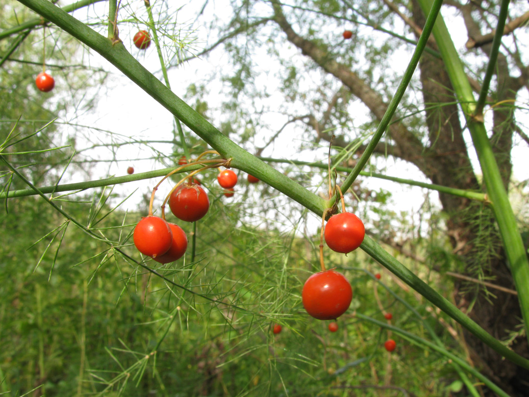 Image of Asparagus officinalis specimen.