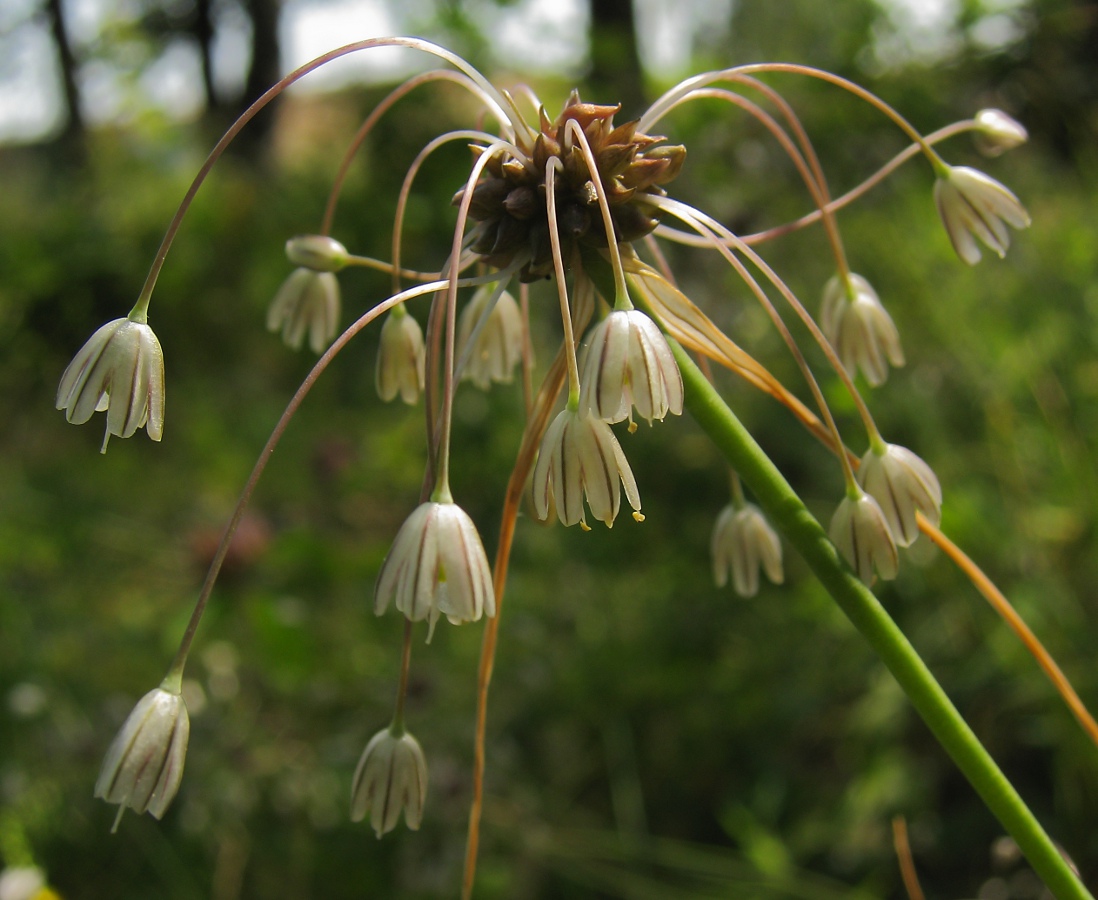 Image of Allium oleraceum specimen.