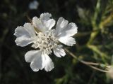 Image of taxon representative. Author is Ольга Щедрова