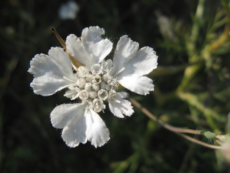 Image of Lomelosia argentea specimen.