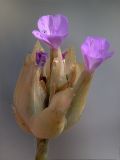 Kohlrauschia