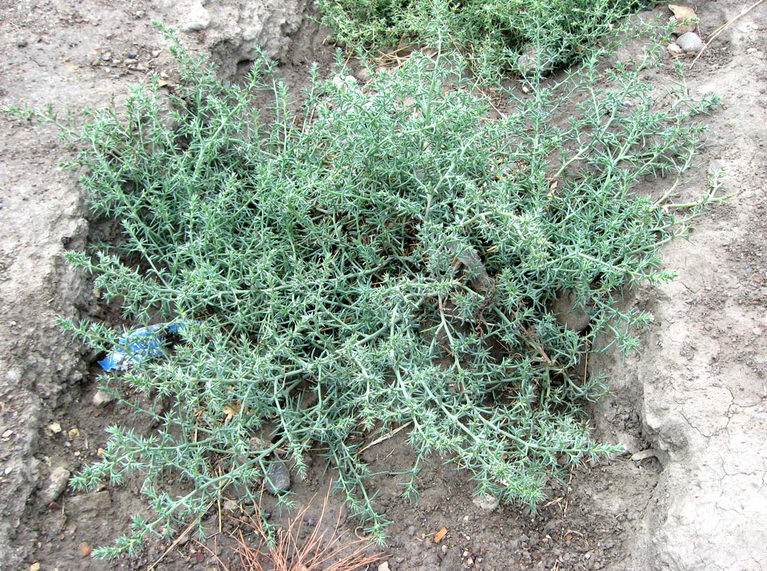 Image of Salsola pontica specimen.