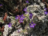 Campanula rhodensis