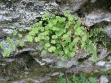 Adiantum capillus-veneris. Растение на стене ограждения. Абхазия, Гудаутский р-н, г. Новый Афон, Новооафонский монастырь. 17 июля 2008 г.