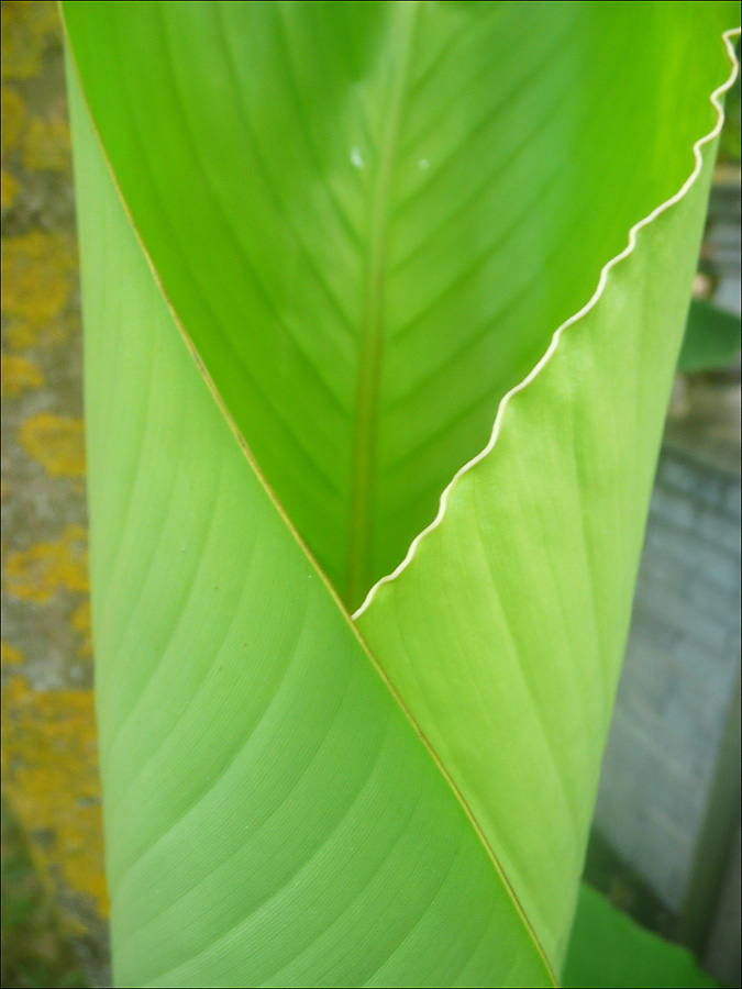 Image of Musa basjoo specimen.