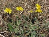 Taraxacum bessarabicum