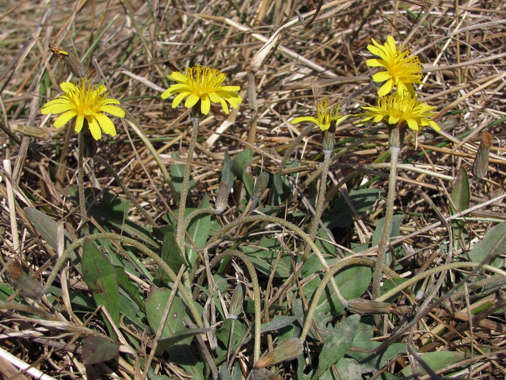 Image of Taraxacum bessarabicum specimen.