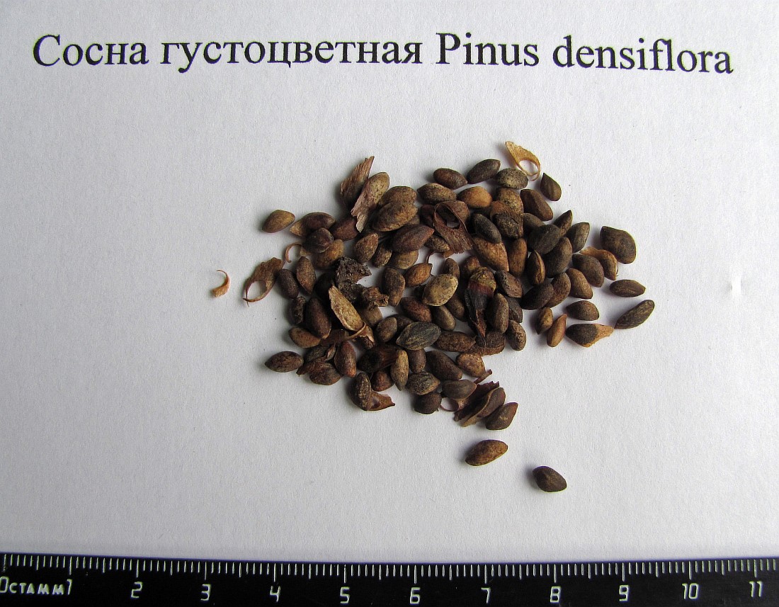 Изображение особи Pinus densiflora.