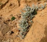 Otanthus maritimus. Цветущее растение в нижней части обрывистого склона первой гряды песчаника(куркар), в зоне забрызга. Израиль, Шарон, г. Герцлия, высокий берег Средиземного моря. 09.05.2010.