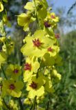 Verbascum marschallianum