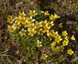 Saxifraga serpyllifolia