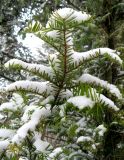 Torreya nucifera