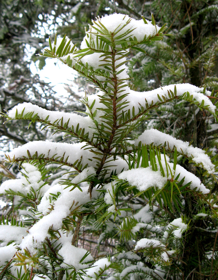 Изображение особи Torreya nucifera.
