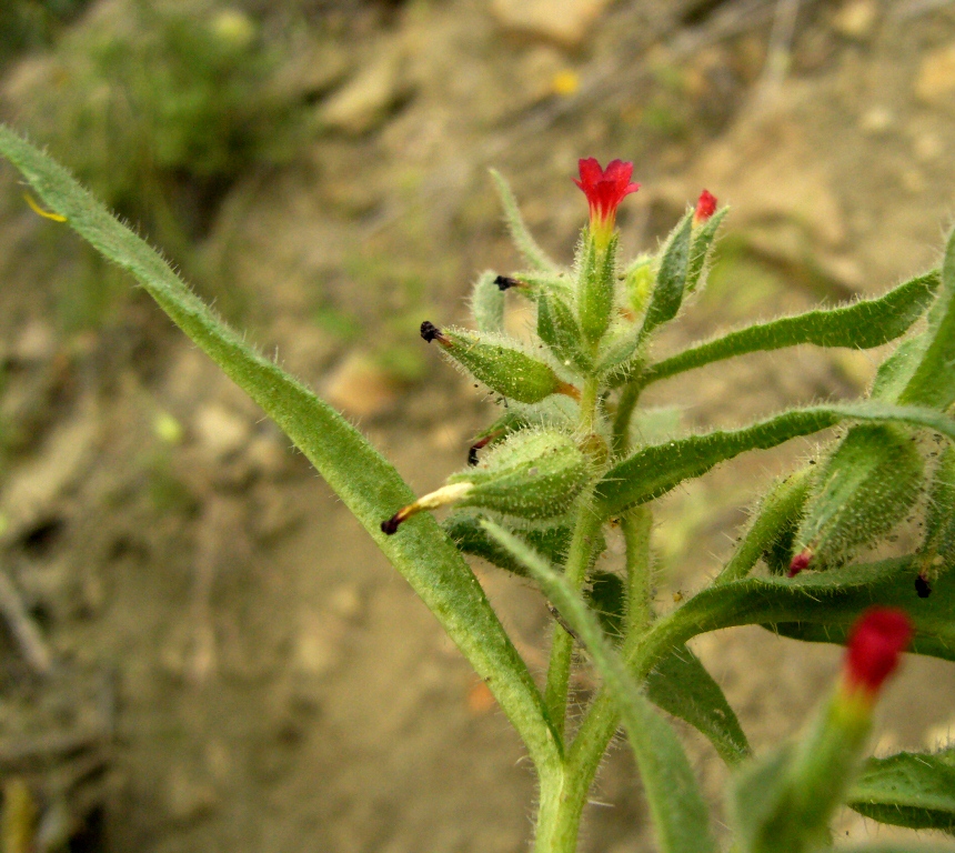 Image of Nonea caspica specimen.