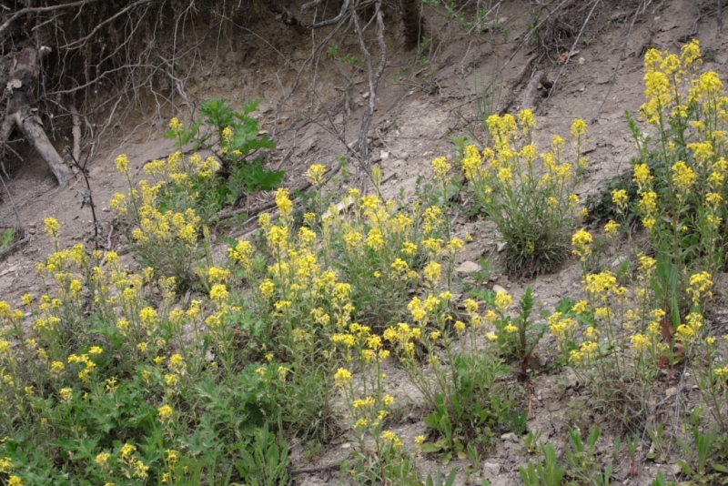 Изображение особи Erysimum callicarpum.