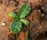 Silybum marianum