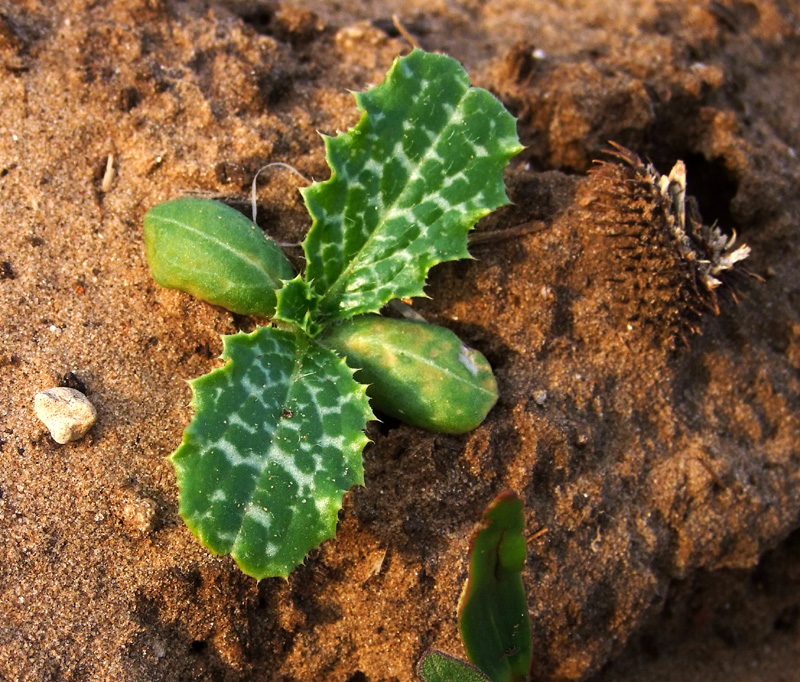 Image of Silybum marianum specimen.