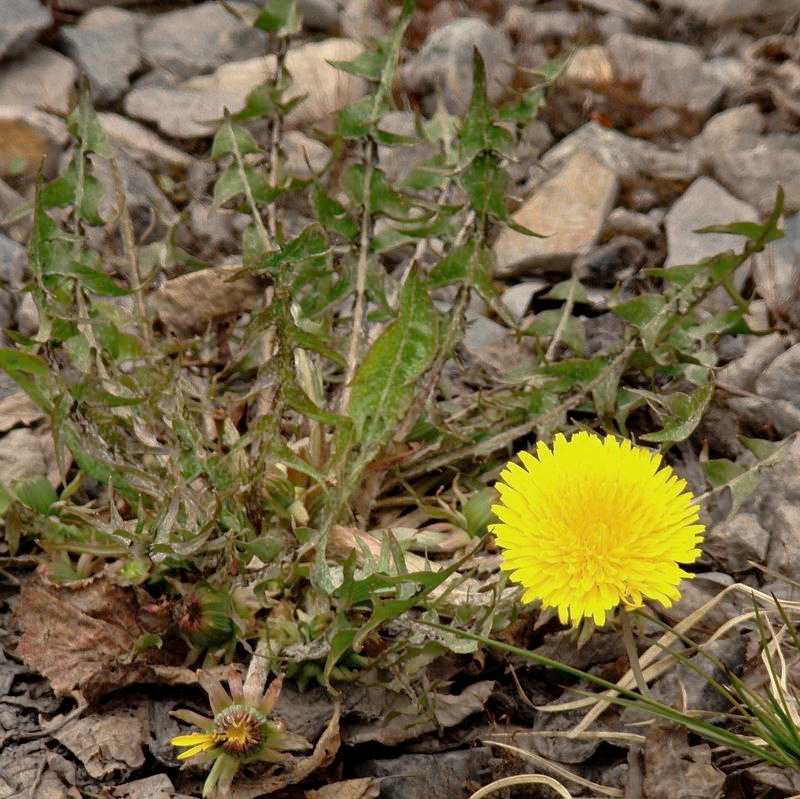 Image of genus Taraxacum specimen.