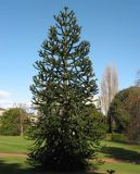 Araucaria araucana. Мужское растение. Великобритания, Шотландия, Эдинбург, Royal Botanic Garden Edinburgh. 4 апреля 2008 г.