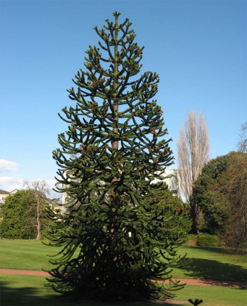 Изображение особи Araucaria araucana.