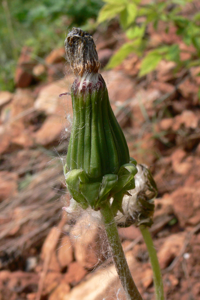 Image of Taraxacum ostenfeldii specimen.
