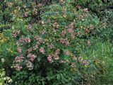 Hydrangea paniculata. Ветви с соцветиями. Сахалинская обл., Курильские острова, о. Кунашир. 05.10.2011.
