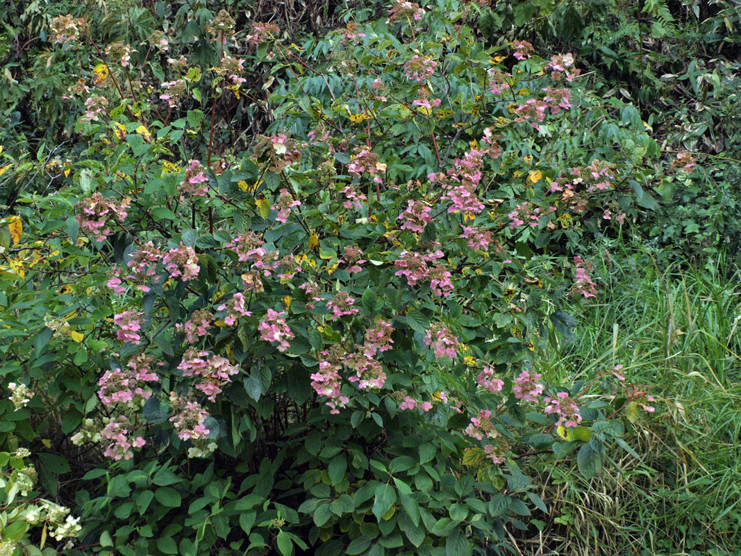 Image of Hydrangea paniculata specimen.