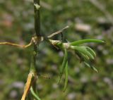 Spergularia rubra