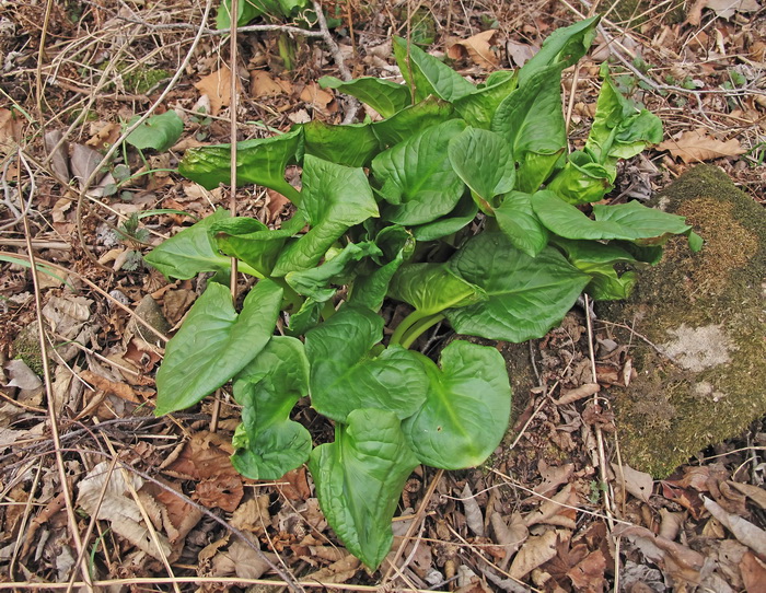 Image of Symplocarpus egorovii specimen.