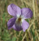 Viola hirta