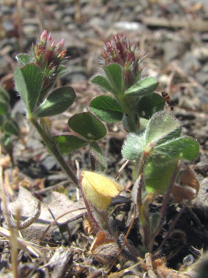 Image of Trifolium striatum specimen.