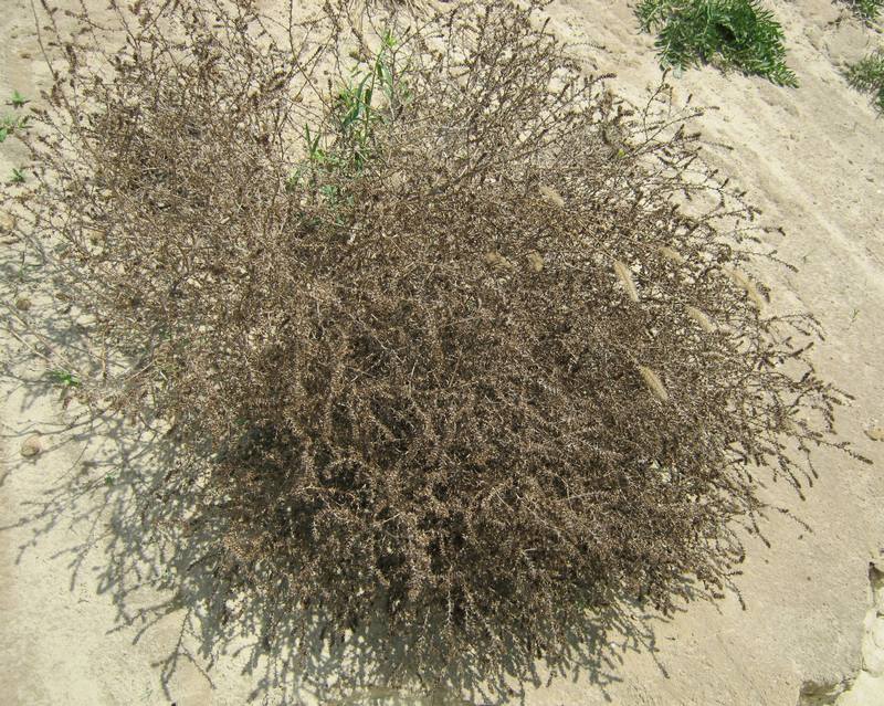 Изображение особи Salsola tragus.