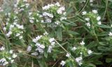 Thymus sessilifolius. Верхушки побегов с соцветиями. Краснодарский край, Ейский п-ов, коса Долгая. 16.05.2012.