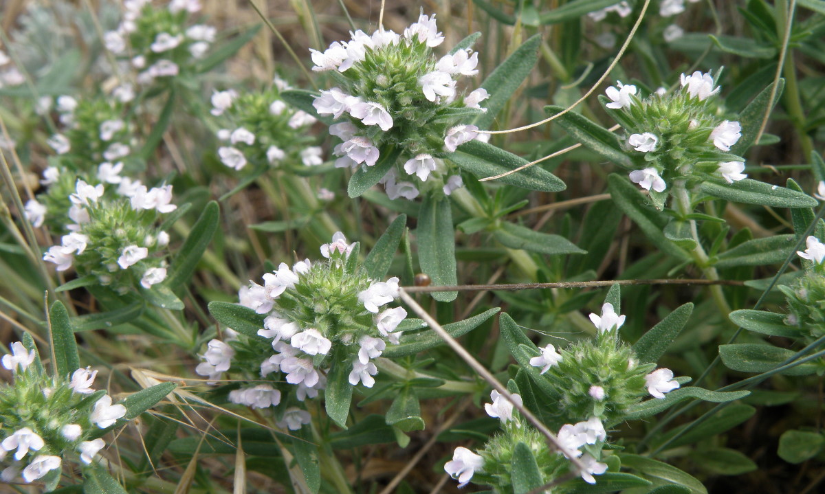 Изображение особи Thymus sessilifolius.