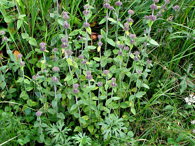 Image of Clinopodium vulgare specimen.