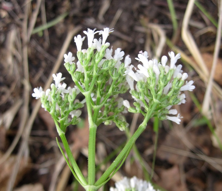 Image of Valeriana rossica specimen.