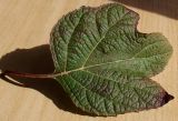 Hydrangea quercifolia. Лист. Германия, г. Кемпен, в парке. 09.06.2012.