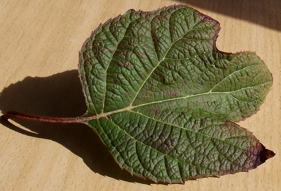 Image of Hydrangea quercifolia specimen.