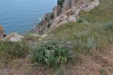 Phlomis taurica. Цветущее растение. Крым, окр. Севастополя, плато Карань. 27 мая 2012 г.