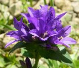 Campanula glomerata. Верхушка цветущего растения. Подмосковье, г. Одинцово, лесная поляна. 23 июня 2012 г.