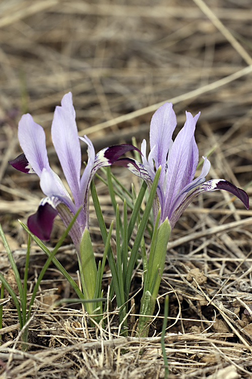 Изображение особи Iridodictyum kolpakowskianum.