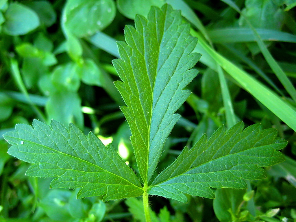 Image of Potentilla norvegica specimen.