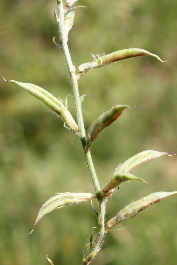 Изображение особи Oxytropis pilosissima.