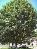 Sorbus aria. Взрослое дерево. Курская обл., г. Железногорск. 11 июля 2007 г.