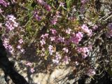 Asperula abchasica