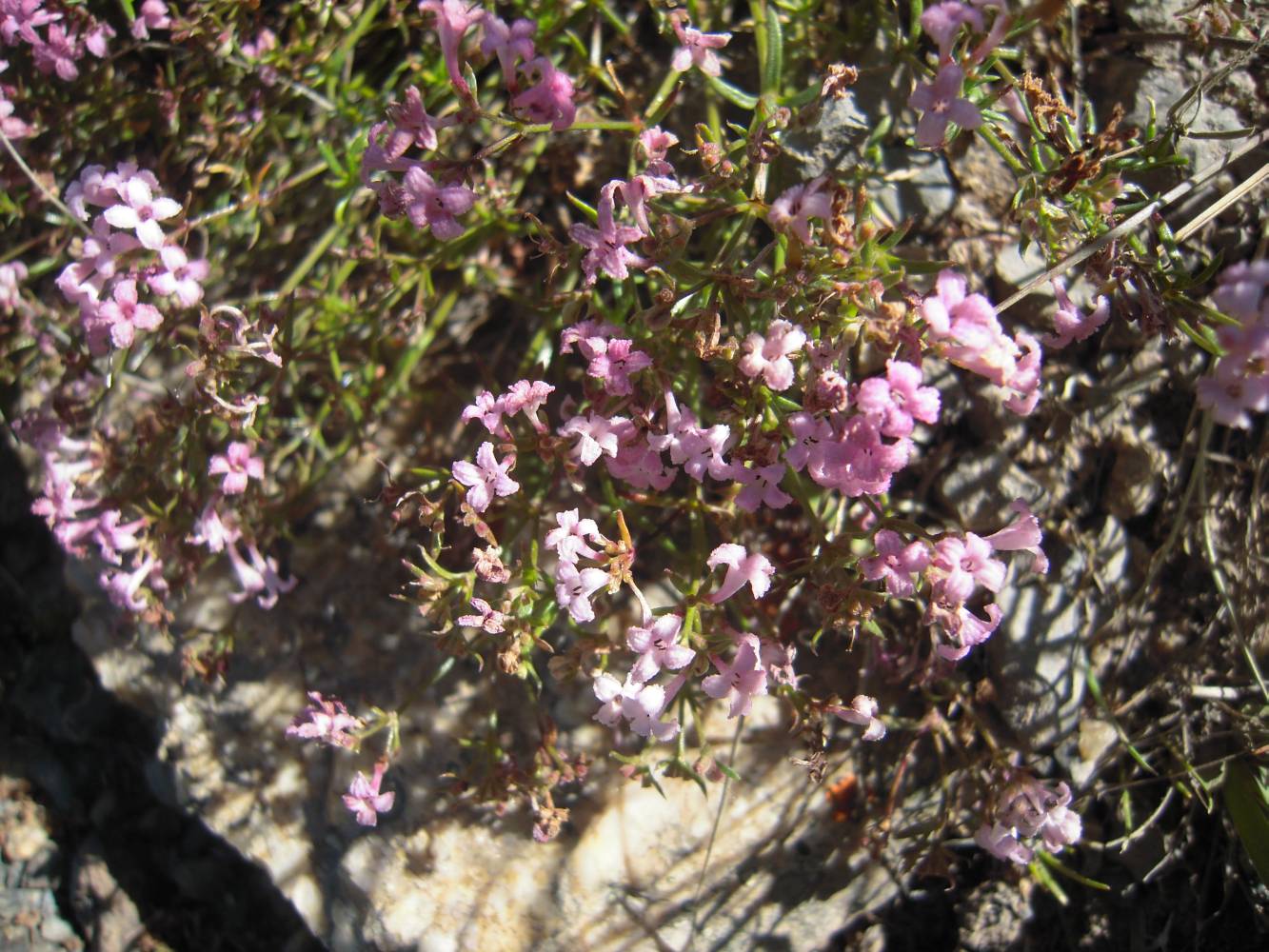 Image of Asperula abchasica specimen.