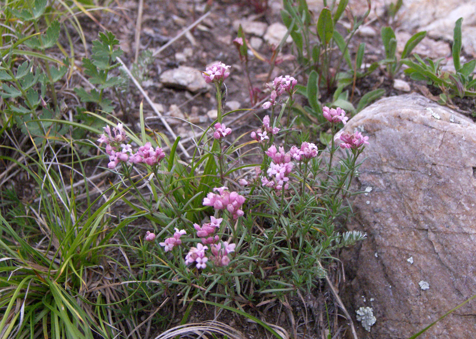 Image of Asperula abchasica specimen.