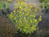 Bidens variety radiata