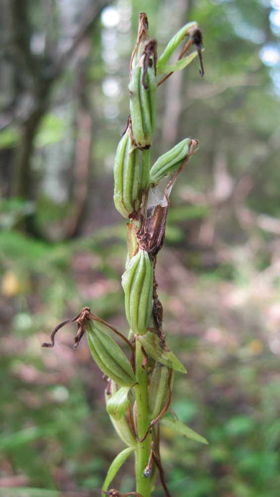 Изображение особи Platanthera bifolia.