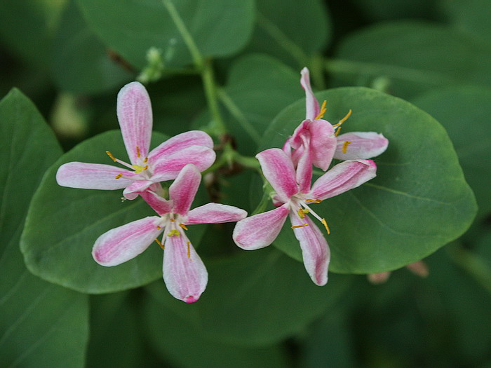 Image of Lonicera tatarica specimen.